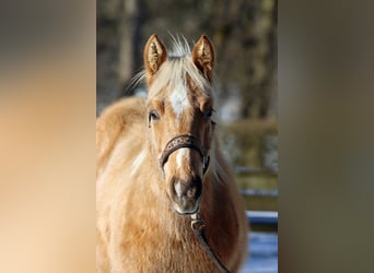 American Quarter Horse, Hengst, 1 Jaar, 150 cm, Palomino