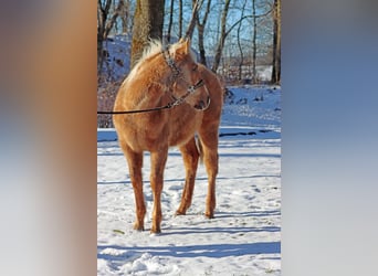 American Quarter Horse, Hengst, 1 Jaar, 150 cm, Palomino