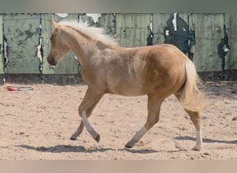 American Quarter Horse, Hengst, 1 Jaar, 150 cm, Palomino