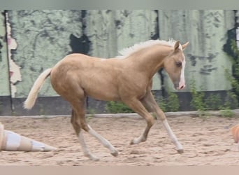 American Quarter Horse, Hengst, 1 Jaar, 150 cm, Palomino