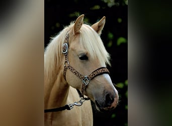 American Quarter Horse, Hengst, 1 Jaar, 150 cm, Palomino