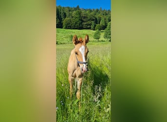 American Quarter Horse, Hengst, 1 Jaar, 150 cm, Palomino