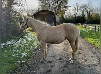 American Quarter Horse, Hengst, 1 Jaar, 150 cm, Palomino