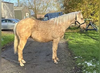 American Quarter Horse, Hengst, 1 Jaar, 150 cm, Palomino