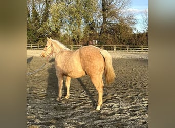 American Quarter Horse, Hengst, 1 Jaar, 150 cm, Palomino