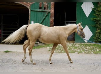 American Quarter Horse, Hengst, 1 Jaar, 150 cm, Palomino