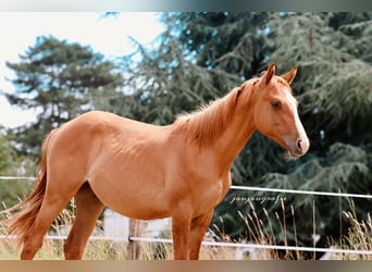 American Quarter Horse, Hengst, 1 Jaar, 150 cm, Red Dun