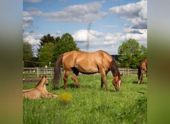 American Quarter Horse, Hengst, 1 Jaar, 150 cm, Red Dun