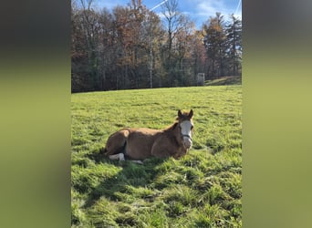 American Quarter Horse, Hengst, 1 Jaar, 150 cm, Red Dun