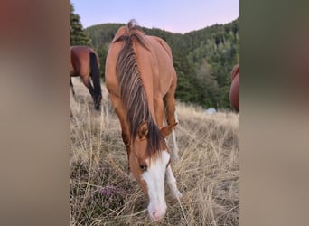 American Quarter Horse, Hengst, 1 Jaar, 150 cm, Red Dun