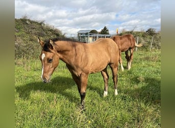 American Quarter Horse, Hengst, 1 Jaar, 150 cm, Red Dun