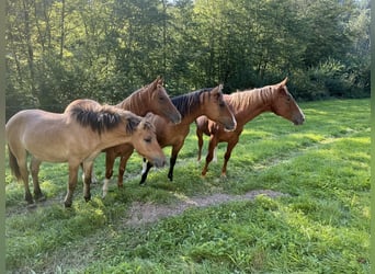 American Quarter Horse, Hengst, 1 Jaar, 150 cm, Red Dun