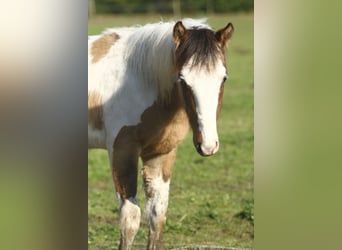American Quarter Horse, Hengst, 1 Jaar, 150 cm, Tobiano-alle-kleuren