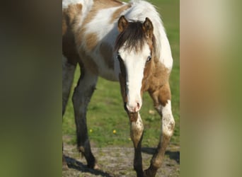American Quarter Horse, Hengst, 1 Jaar, 150 cm, Tobiano-alle-kleuren