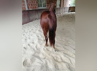 American Quarter Horse, Hengst, 1 Jaar, 150 cm, Vos