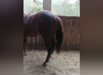 American Quarter Horse, Hengst, 1 Jaar, 150 cm, Vos