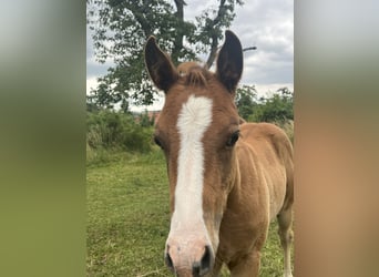 American Quarter Horse, Hengst, 1 Jaar, 150 cm, Vos