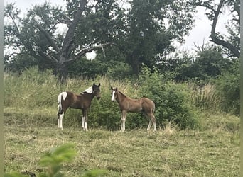 American Quarter Horse, Hengst, 1 Jaar, 150 cm, Vos