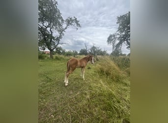 American Quarter Horse, Hengst, 1 Jaar, 150 cm, Vos