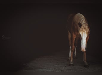 American Quarter Horse, Hengst, 1 Jaar, 150 cm, Vos