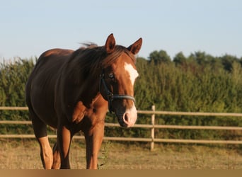 American Quarter Horse, Hengst, 1 Jaar, 150 cm, Vos