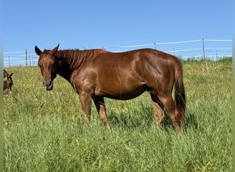 American Quarter Horse, Hengst, 1 Jaar, 150 cm, Vos