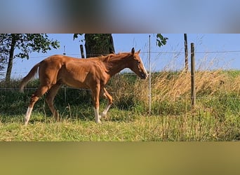 American Quarter Horse, Hengst, 1 Jaar, 150 cm, Vos