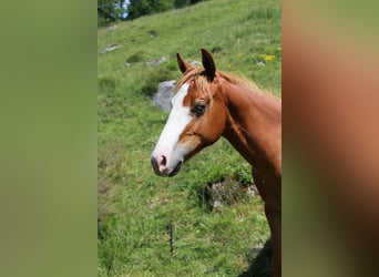 American Quarter Horse, Hengst, 1 Jaar, 150 cm, Vos