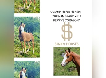 American Quarter Horse, Hengst, 1 Jaar, 150 cm, Vos