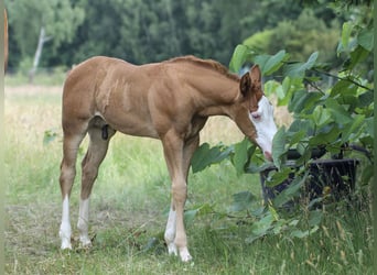 American Quarter Horse, Hengst, 1 Jaar, 150 cm, Vos