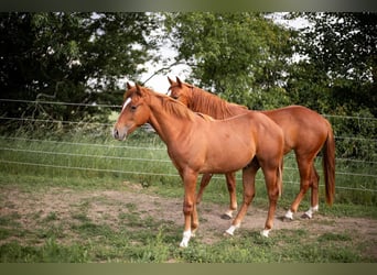 American Quarter Horse, Hengst, 1 Jaar, 150 cm, Vos