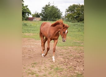 American Quarter Horse, Hengst, 1 Jaar, 150 cm, Vos