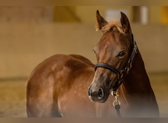 American Quarter Horse, Hengst, 1 Jaar, 150 cm, Vos