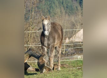 American Quarter Horse, Hengst, 1 Jaar, 150 cm