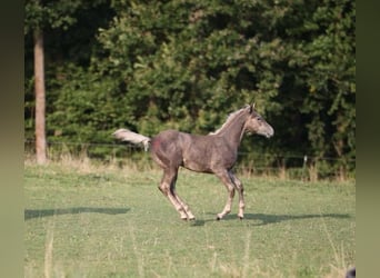 American Quarter Horse, Hengst, 1 Jaar, 150 cm