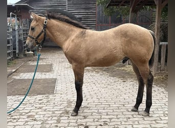 American Quarter Horse, Hengst, 1 Jaar, 150 cm