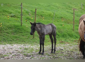American Quarter Horse, Hengst, 1 Jaar, 150 cm, Zwart