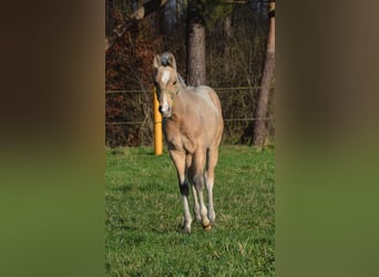 American Quarter Horse, Hengst, 1 Jaar, 151 cm, Buckskin