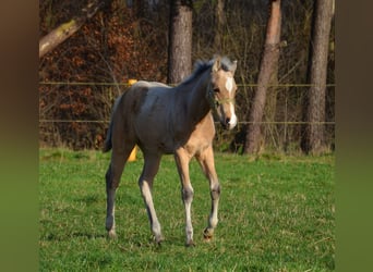 American Quarter Horse, Hengst, 1 Jaar, 151 cm, Buckskin