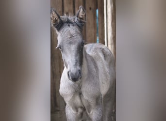 American Quarter Horse, Hengst, 1 Jaar, 151 cm, Zwart