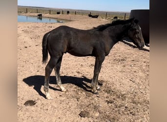 American Quarter Horse, Hengst, 1 Jaar, 152 cm, Bruin