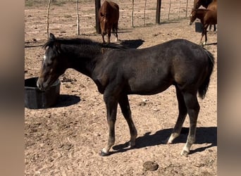 American Quarter Horse, Hengst, 1 Jaar, 152 cm, Bruin