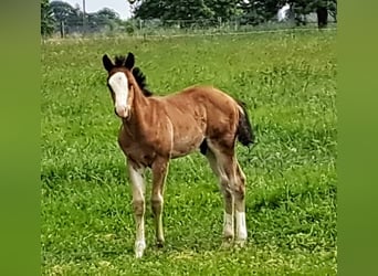 American Quarter Horse, Hengst, 1 Jaar, 152 cm, Bruin