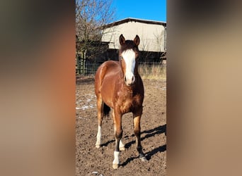 American Quarter Horse, Hengst, 1 Jaar, 152 cm, Bruin