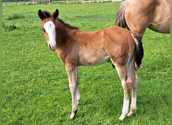 American Quarter Horse, Hengst, 1 Jaar, 152 cm, Bruin