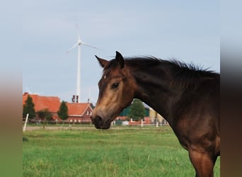 American Quarter Horse, Hengst, 1 Jaar, 152 cm, Buckskin