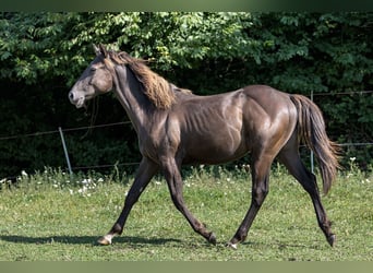 American Quarter Horse, Hengst, 1 Jaar, 152 cm, Buckskin