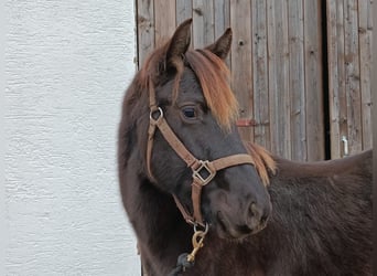 American Quarter Horse, Hengst, 1 Jaar, 152 cm, Buckskin