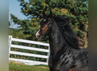 American Quarter Horse, Hengst, 1 Jaar, 152 cm, Donkerbruin