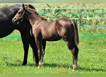 American Quarter Horse, Hengst, 1 Jaar, 152 cm, Donkere-vos
